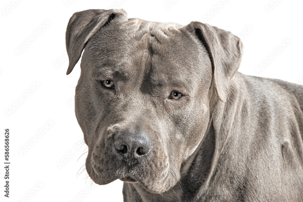  Image of grey American Staffordshire dog isolated on transparent bg, portrait style.