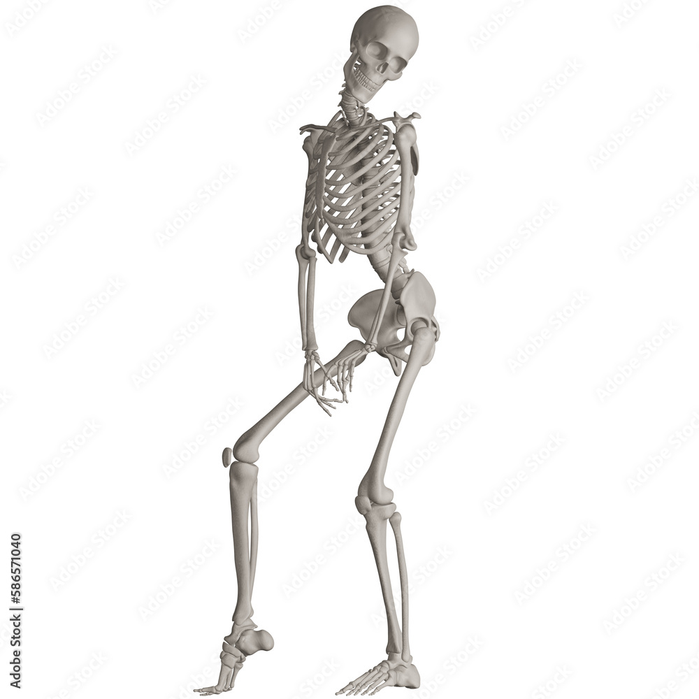 skeleton posing 3d render illustration with transparent background skeleton posing 3d render illustration with transparent background