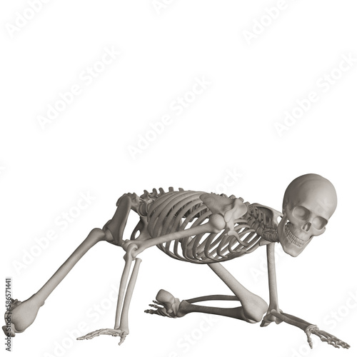 skeleton posing 3d render illustration with transparent background