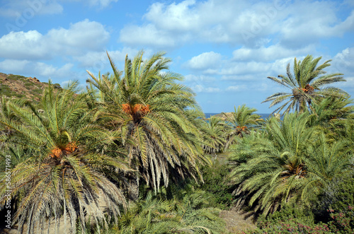 Greece, Crete, Vai Beach © fotofritz16