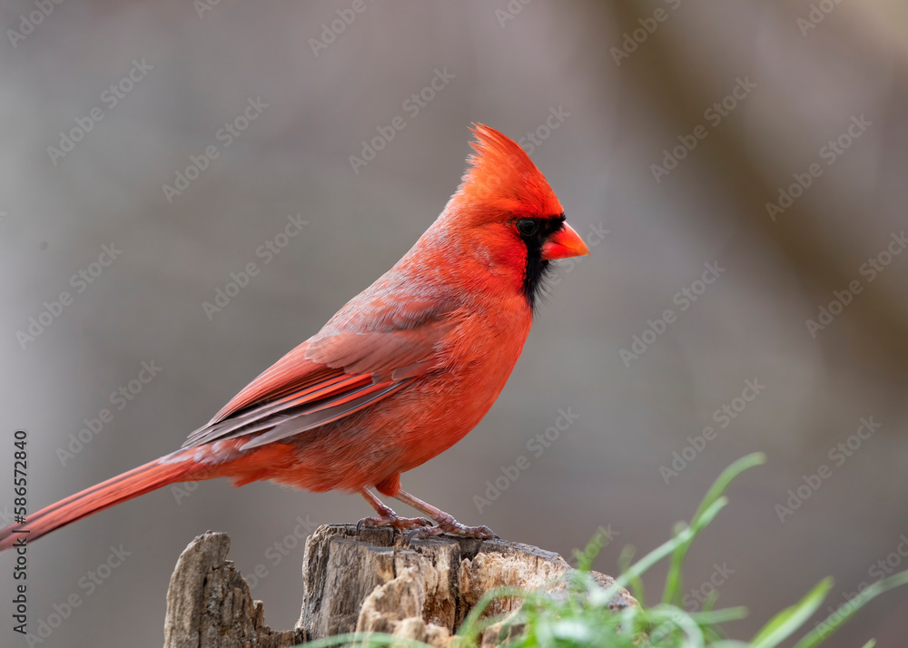 red cardinal red cardinal
