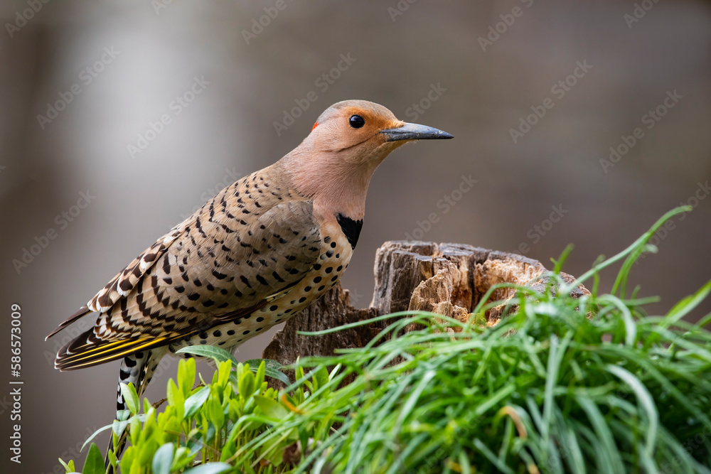 woodpecker woodpecker