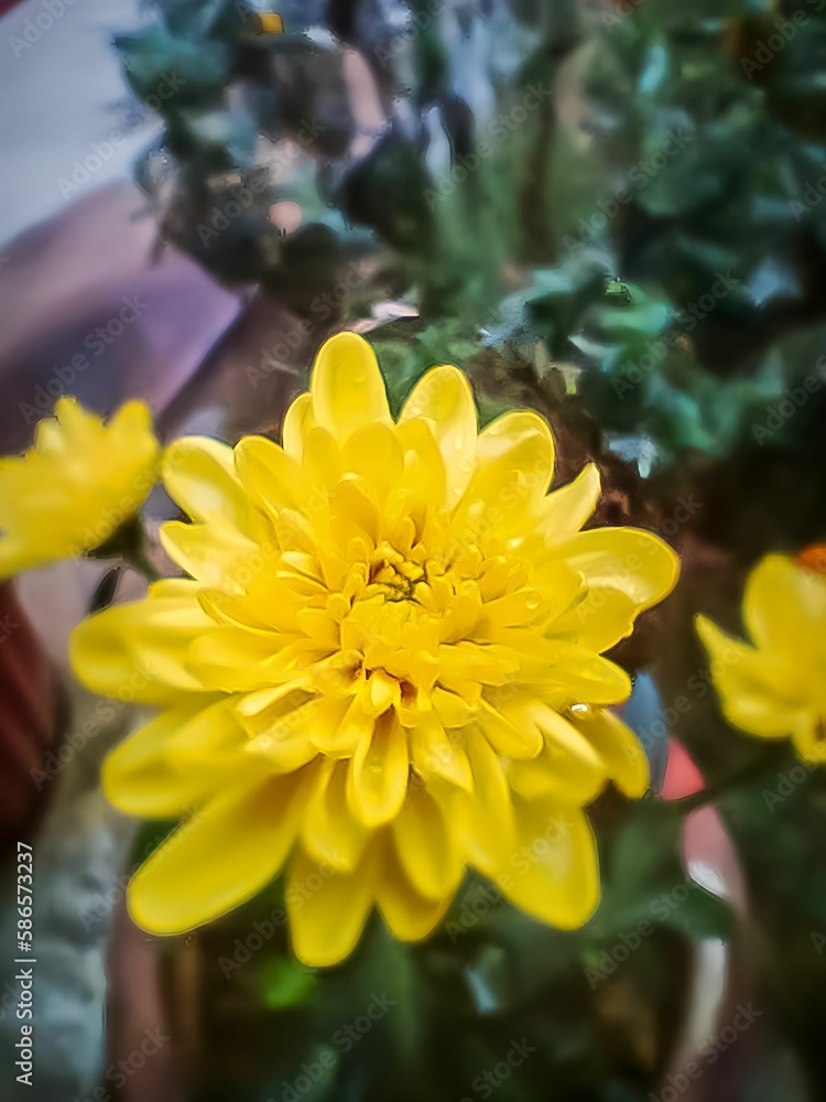 Obraz premium yellow dahlia flower