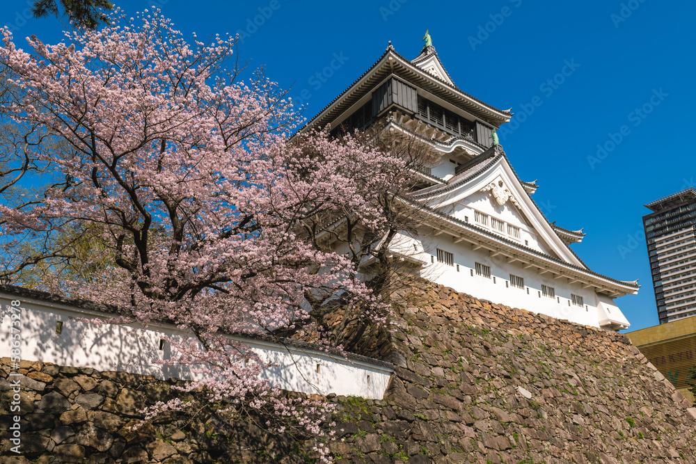 Cherry blossom at Kokura Castle in Kitakyushu, Fukuoka, Japan. Cherry blossom at Kokura Castle in Kitakyushu, Fukuoka, Japan.