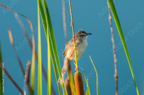 Prinia inornata photo