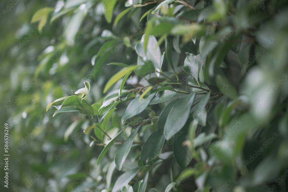 Obraz premium magnolia compressa with bokeh green background