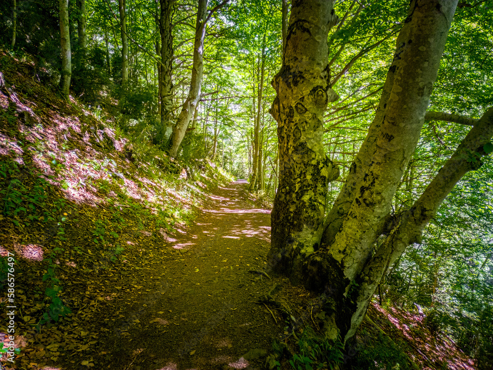 Fototapeta premium Camins del GR11