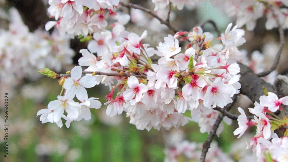 pink cherry blossom pink cherry blossom