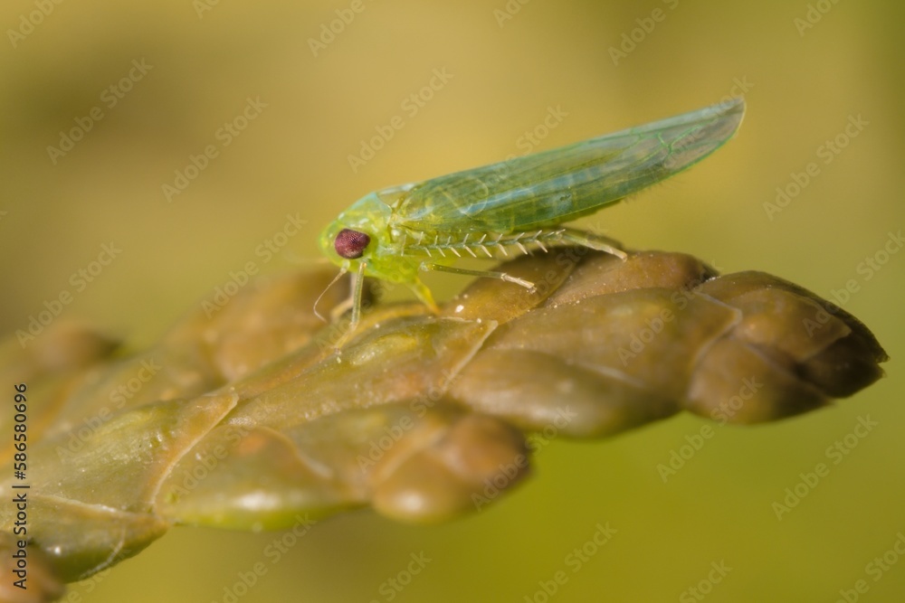 green insect Empoasca vitis on a yellow leaf green insect Empoasca vitis on a yellow leaf