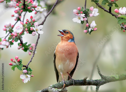 bird finch sits on a branch of a pink apple tree in spring blooming the garden and sings