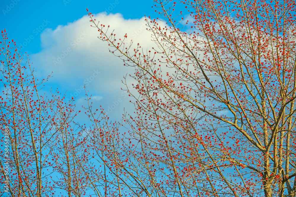 Blooming spring tree branches with red maple buds against a blue sky. Blooming spring tree branches with red maple buds against a blue sky.