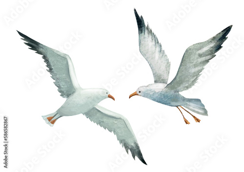 two seagulls in flight 