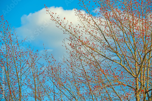 Blooming spring tree branches with red maple buds against a blue sky.