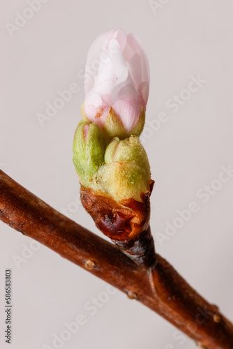 Cherry buds on a twig against a gray background. A sprig of a cherry blossom tree in spring against the texture of a concrete wall. Shallow depth of field