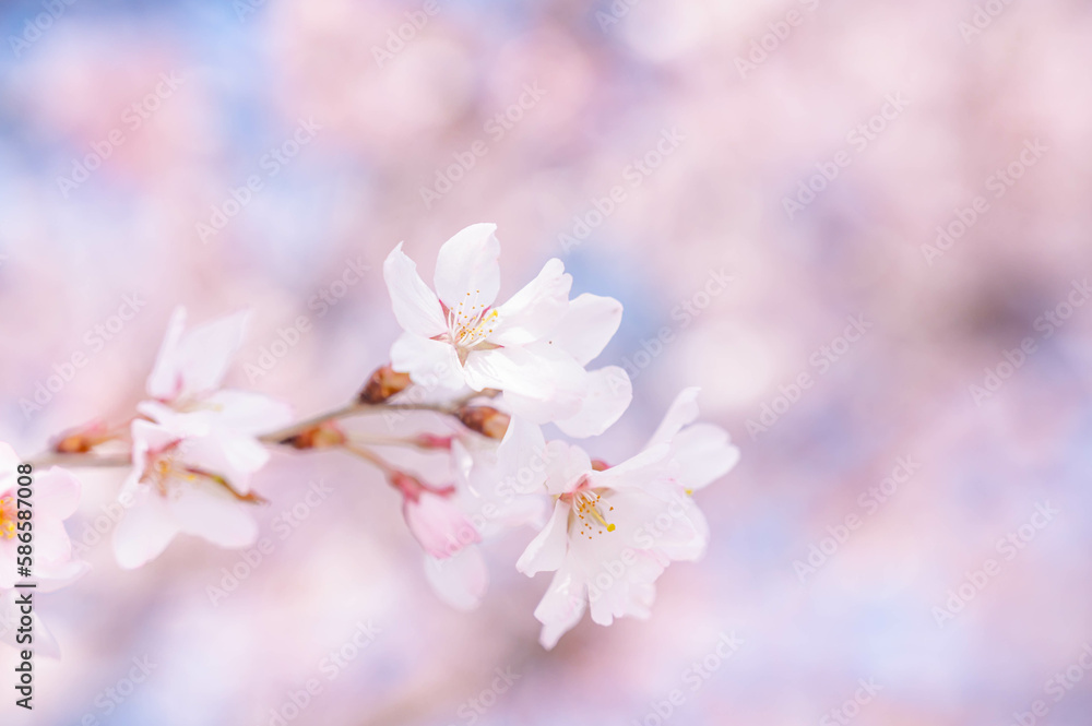 ふんわりとした桜 ふんわりとした桜
