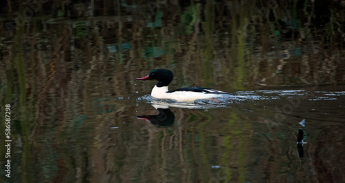 Goosanders swimming on a mill pond photo