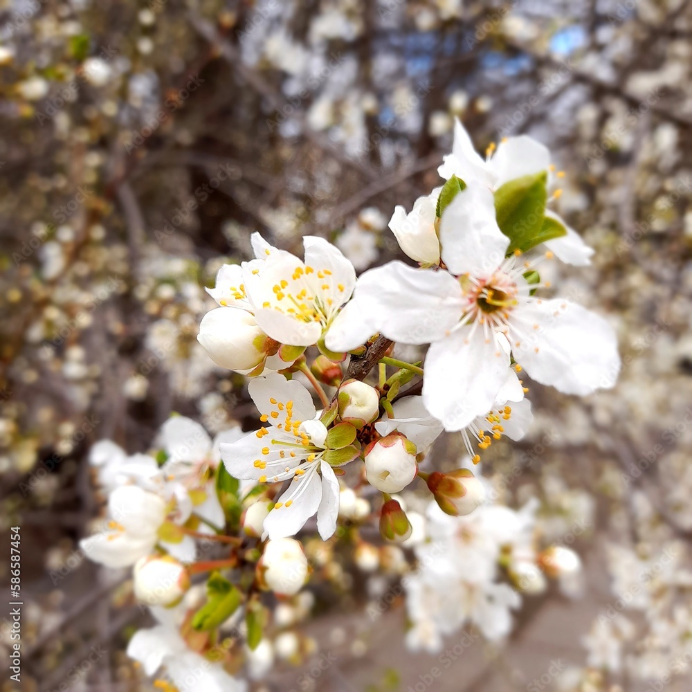 White flowers of an apricot tree close-up. Flowering, spring landscape. White flowers of an apricot tree close-up. Flowering, spring landscape.