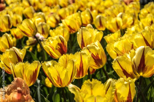 Tulipani gialli
