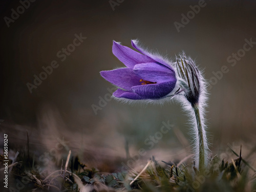 Gewöhnliche Kuhschelle - Küchenschelle (Pulsatilla) photo