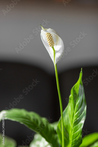 Close-up of white Spathiphyllum cochlearispathum, Spathiphyllum wallisii flower at home. Home gardening concept.
