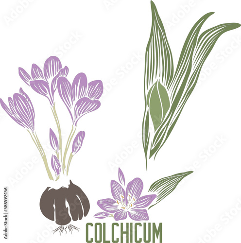 Colchicum speciosum flowers color vector silhouette. Colchicum speciosum plant medicinal outline. Set of Autumn crocus flowers in color painting for pharmaceutics. Colchicum Autumnale in contour 