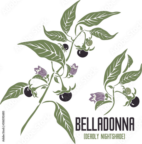 Belladonna fruits and flowers in vector silhouette. Atropa belladonna medicinal herb outline. Set of vector botanical illustration of Deadly Nightshade plant in color for medicine. 