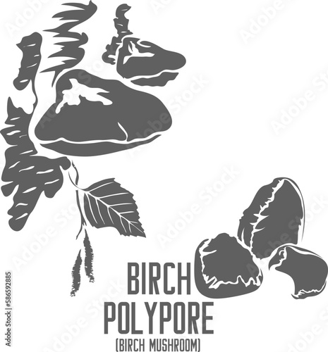 Birch Polypore mushroom vector silhouette. Pitptoporus betulinus medicinal fungus outline. Set of Birch mushroom in Line for medicine vector image.  Drawing of Chaga or Birch Polypore healing mushroom photo