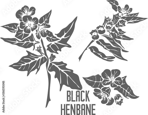 Black henbane flowers vector silhouette. Hyoscyamus nige medicinal herb outline. Set of Black henbane leaves and flowers in Line for medicine vector image. Drawing of black henbane healing flower photo