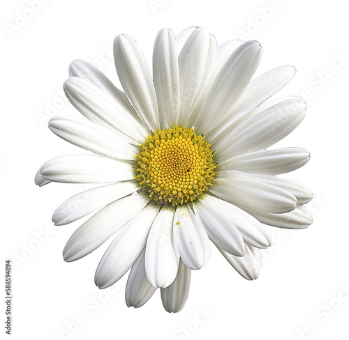 Frontal view of a daisy flower on cutout PNG transparent background. Generative AI