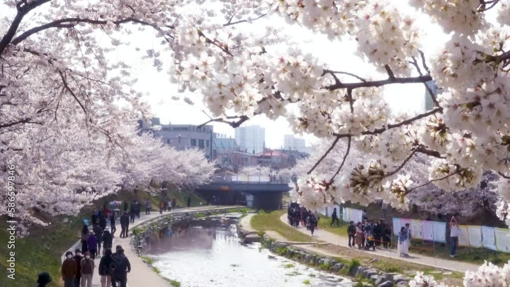 People walking along the cherry blossom road blooming in the stream of Korea