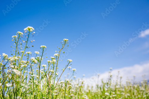 青空とナズナの花