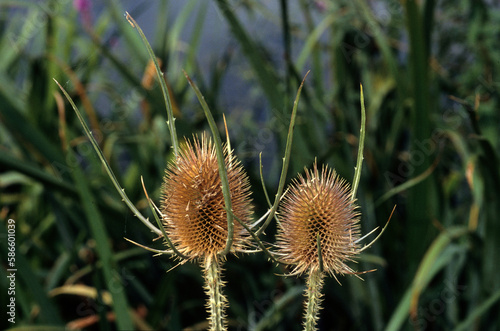 Dipsacus fullonum  Card  re sauvage