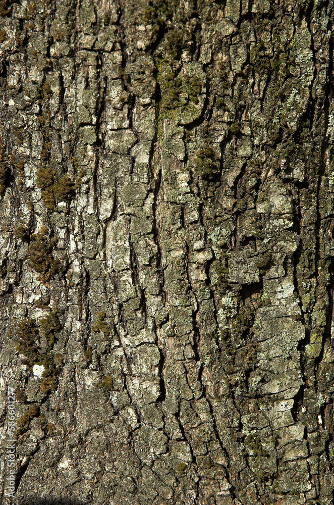 Quercus ilex, Chéne vert Quercus ilex, Chéne vert