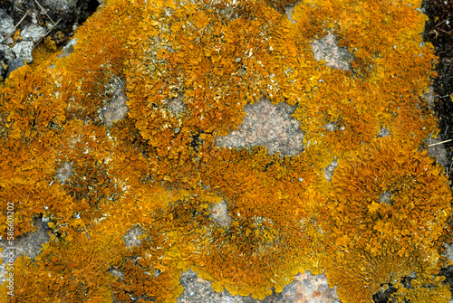 Calopaca thallincola, Lichen