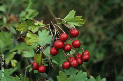 Crataegus oxyacantha , Aubépine