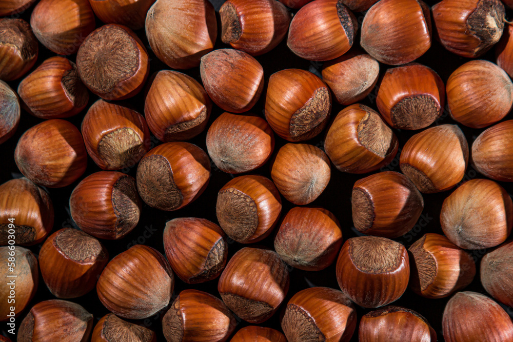 Obraz premium Hazelnuts on a black background. Natural hazelnuts in shell