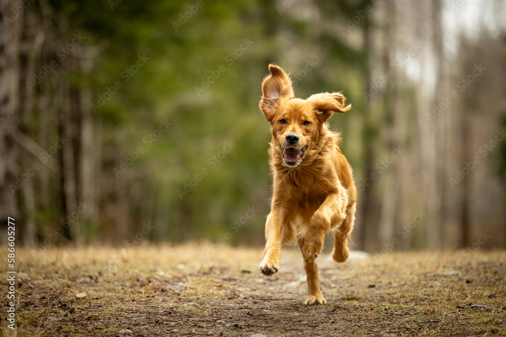 golden retriever running outside in the park golden retriever running outside in the park