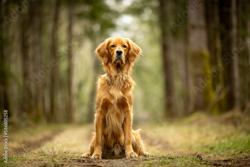 golden retriever dog portrait in the forest