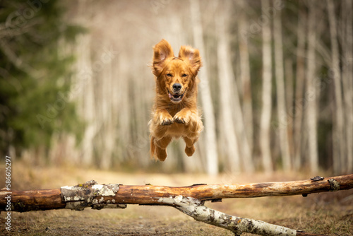 golden retriever dog jumping over log