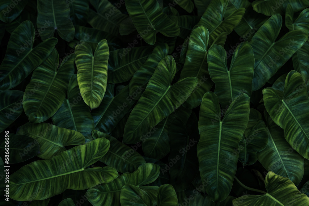 Fototapeta premium green leaves background in the garden
