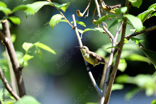 Female Olive - backed Sunbird