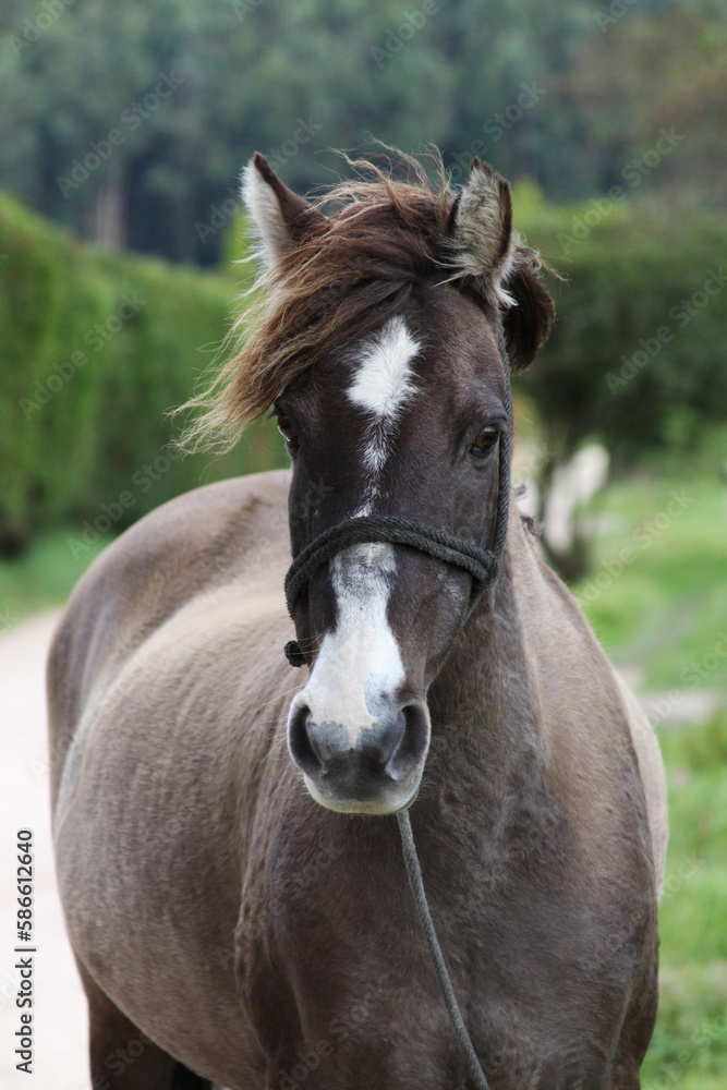 Fototapeta premium Primer plano de la cabeza de un caballo en el campo