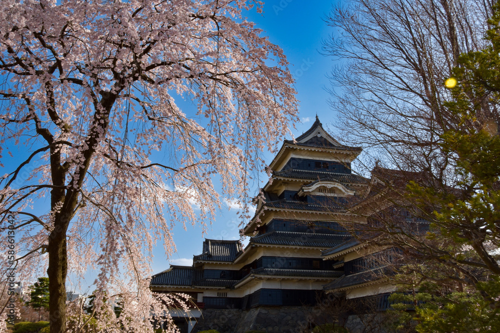 青空の春の国宝松本城と桜