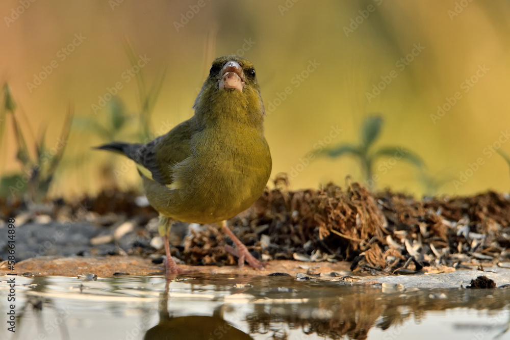 verderón europeo o verderón común (Chloris chloris) verderón europeo o verderón común (Chloris chloris)