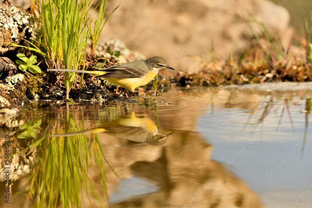 Fototapeta premium lavandera cascadeña (Motacilla cinerea) reflejada en el agua del estanque