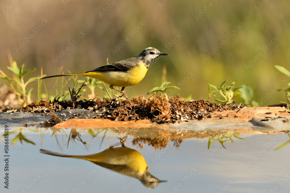 Fototapeta premium lavandera cascadeña (Motacilla cinerea) reflejada en el agua del estanque