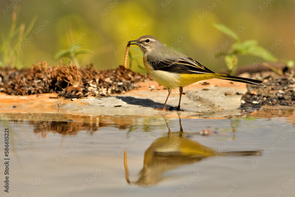 Obraz premium lavandera cascadeña (Motacilla cinerea) reflejada en el agua del estanque