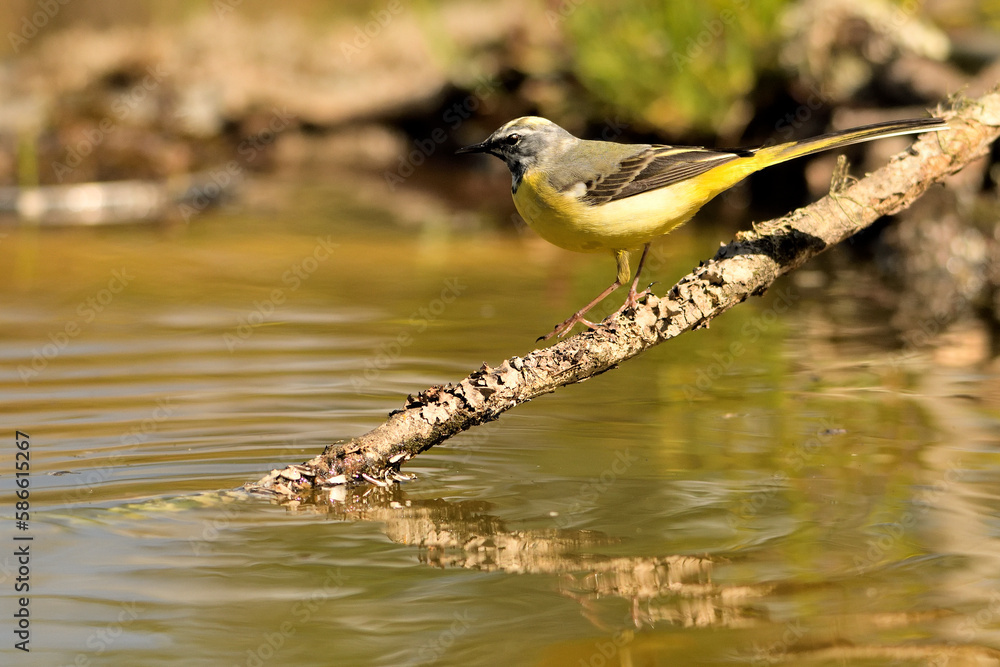 Obraz premium lavandera cascadeña (Motacilla cinerea) reflejada en el agua del estanque