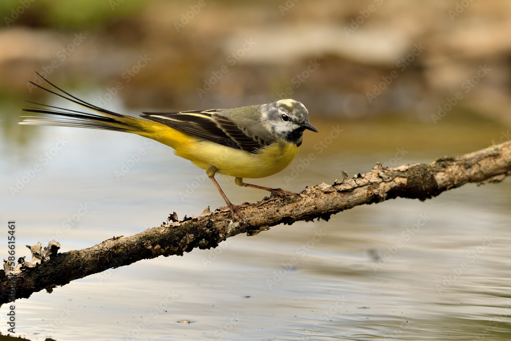 Obraz premium lavandera cascadeña (Motacilla cinerea) reflejada en el agua del estanque