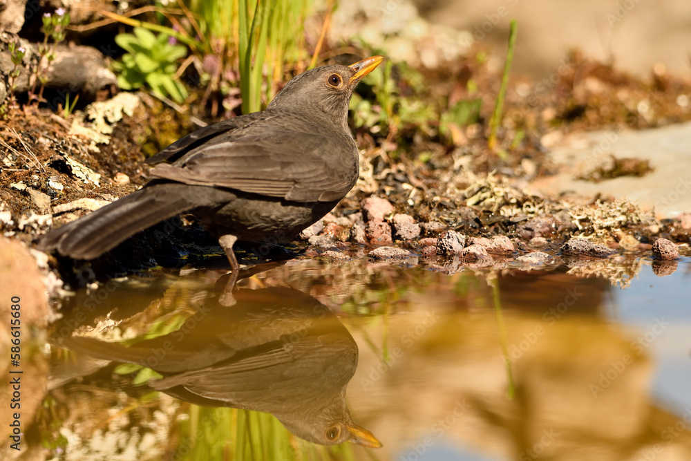 mirlo (turdus merula) posado en el borde del estanque, mirlo (turdus merula) posado en el borde del estanque,
